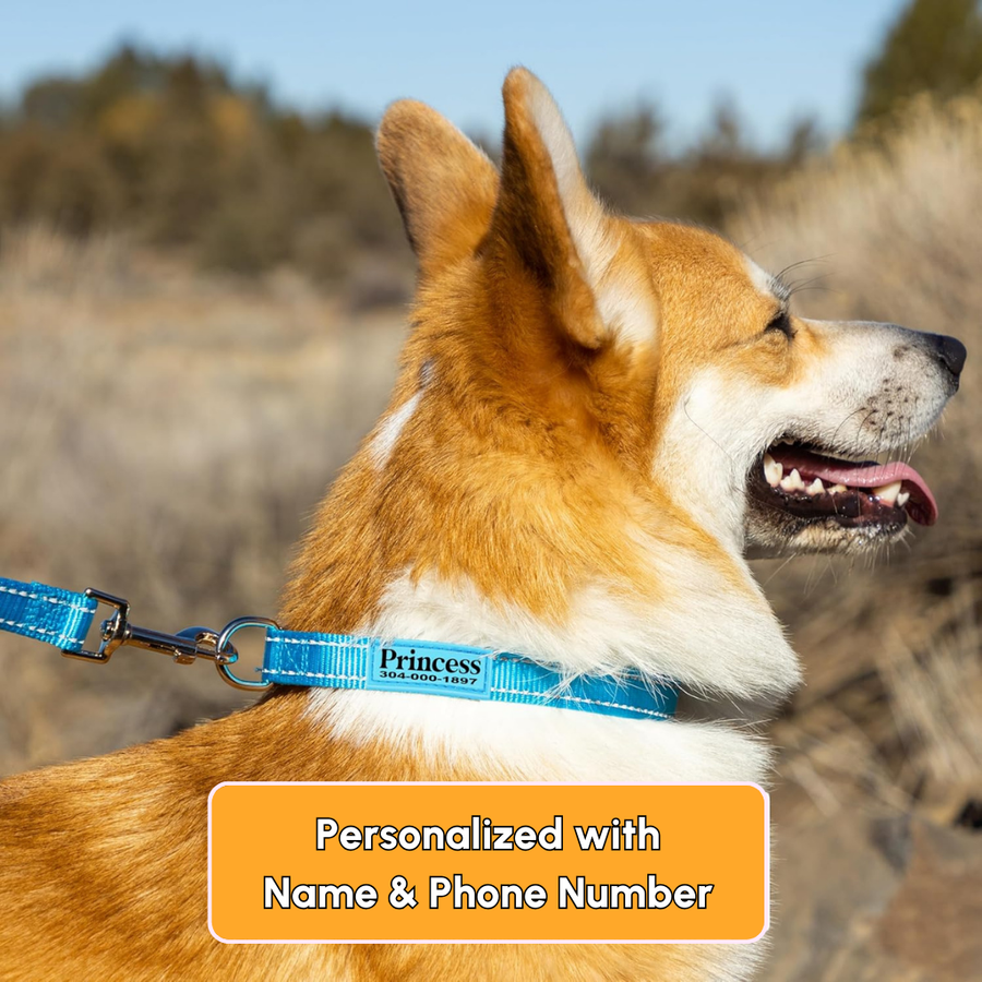 Corgi wearing a blue Pawblefy personalized reflective nylon collar