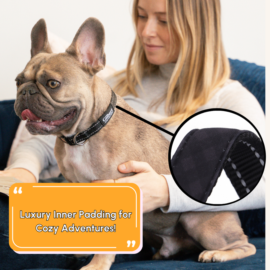 French bulldog wearing a padded black Pawblefy nylon collar