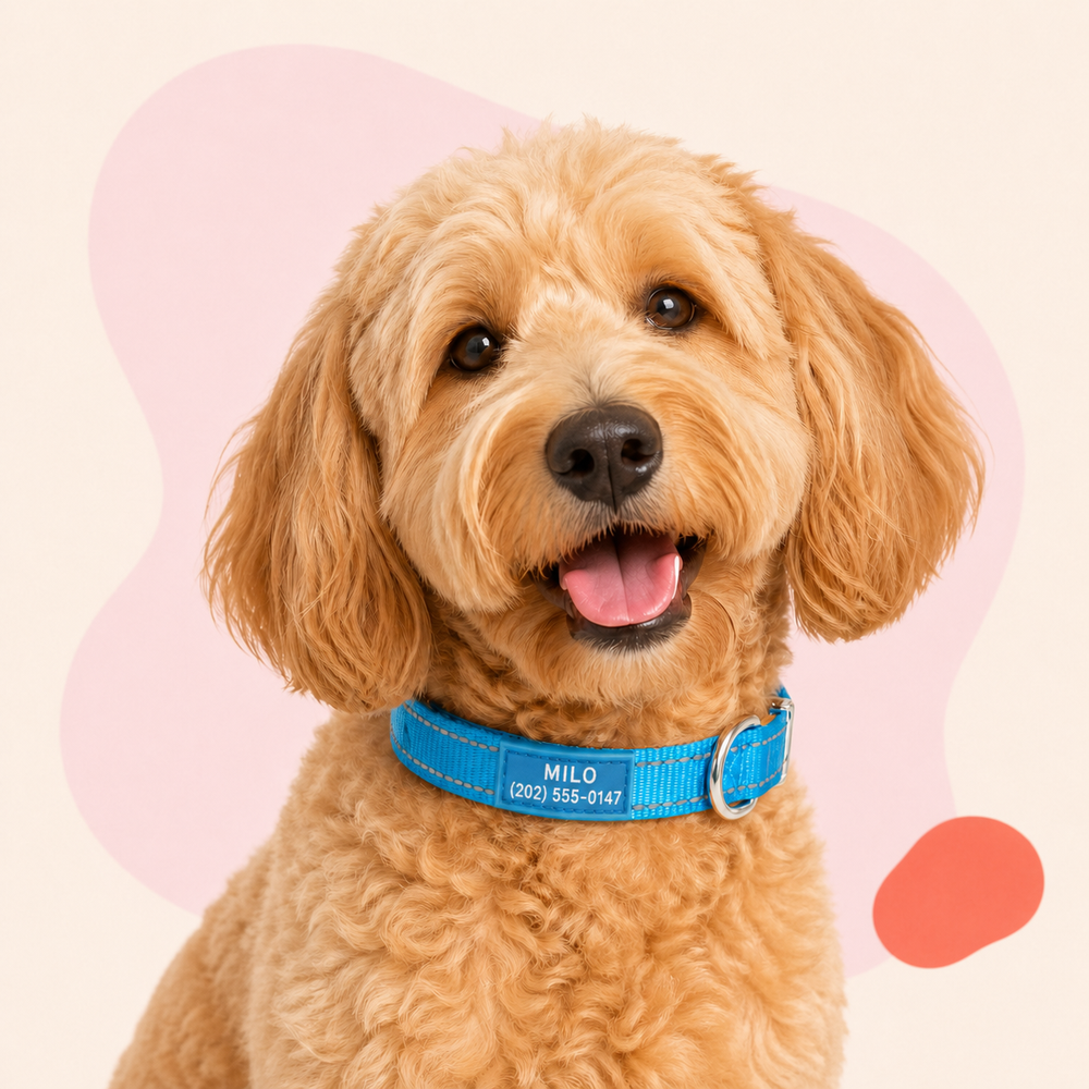 Golden doodle wearing a blue Pawblefy collar personalized with Milo and a sample phone number