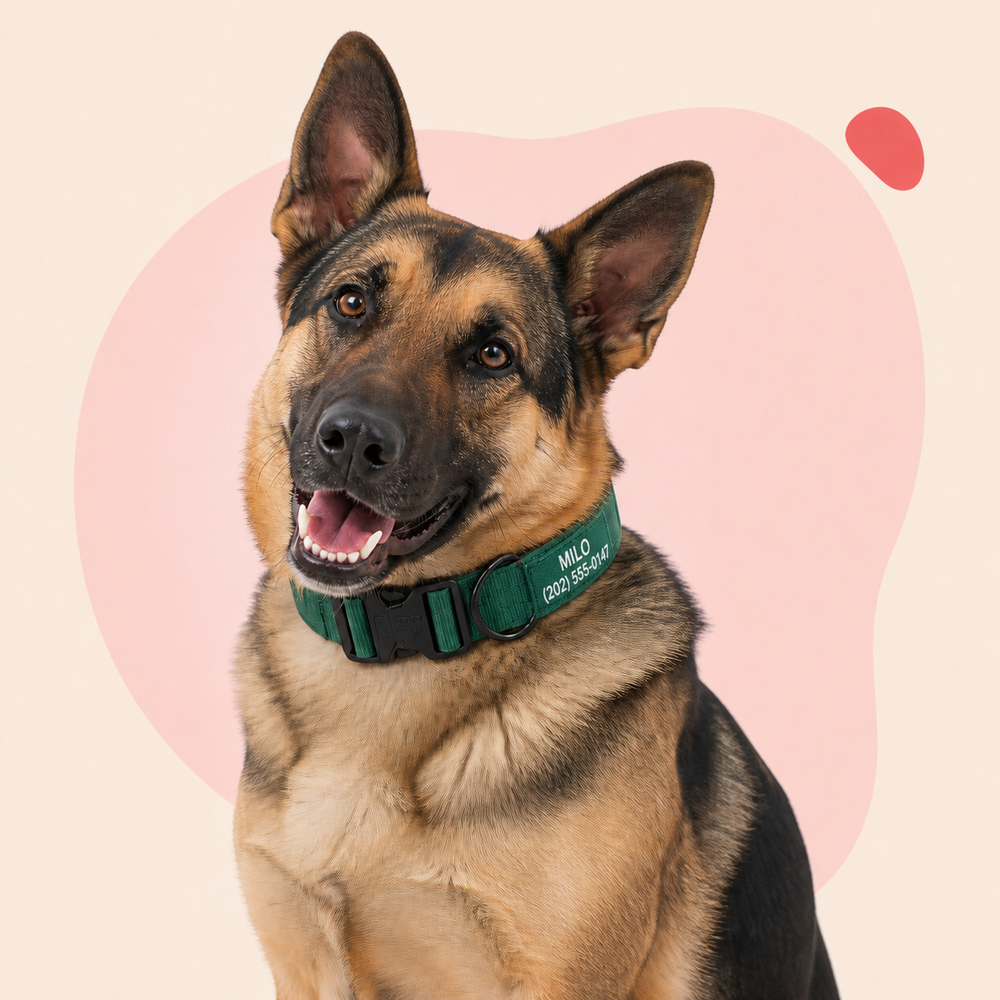 German Shepherd wearing a green Pawblefy tactical collar personalized with Milo and a sample phone number