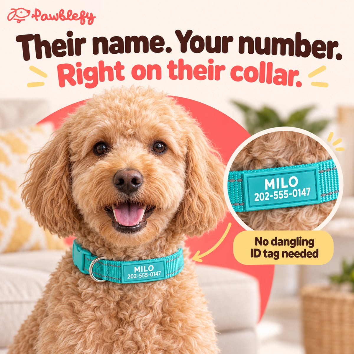 Doodle wearing a teal Pawblefy nylon collar with a printed name and phone number.