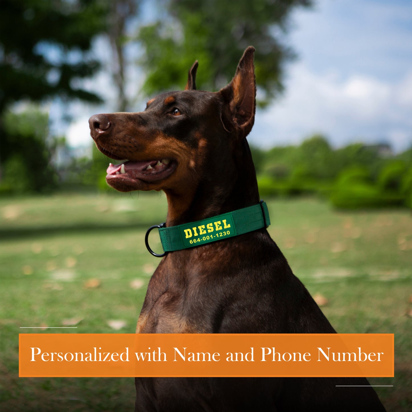 Personalized Heavy Duty Collar