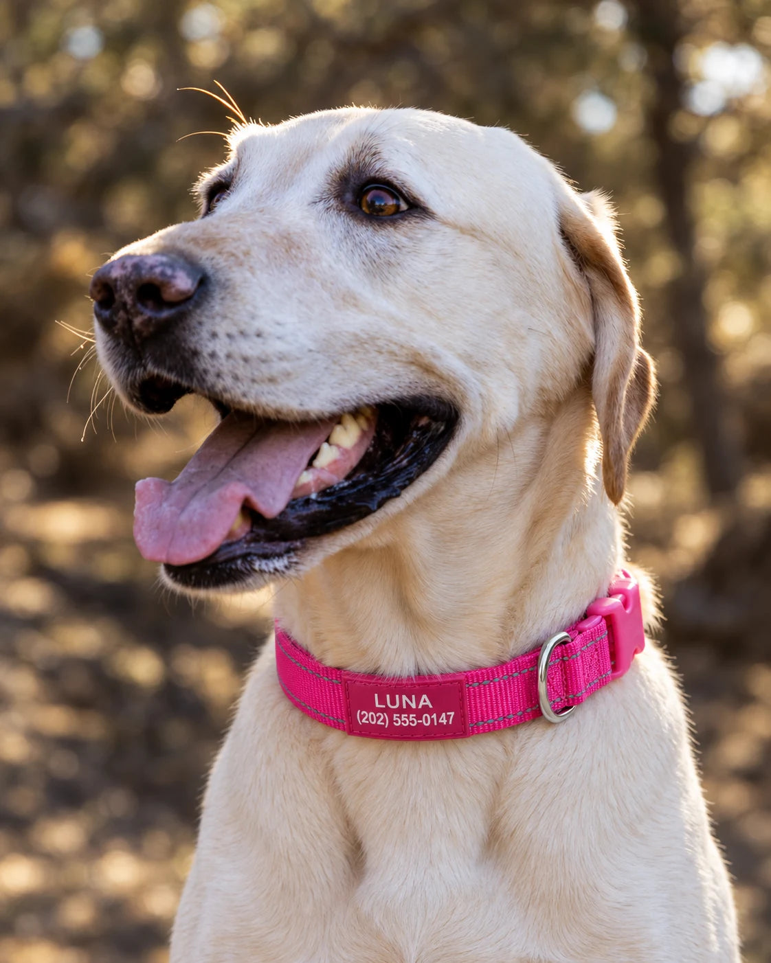Cream Labrador wearing a pink Pawblefy collar outdoors
